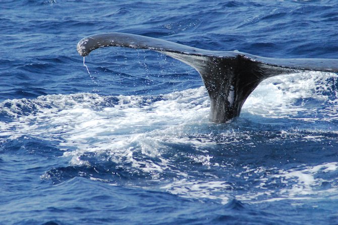 Great Whale Watching at Kerama Islands and Zamami Island - Accessibility and Health Considerations