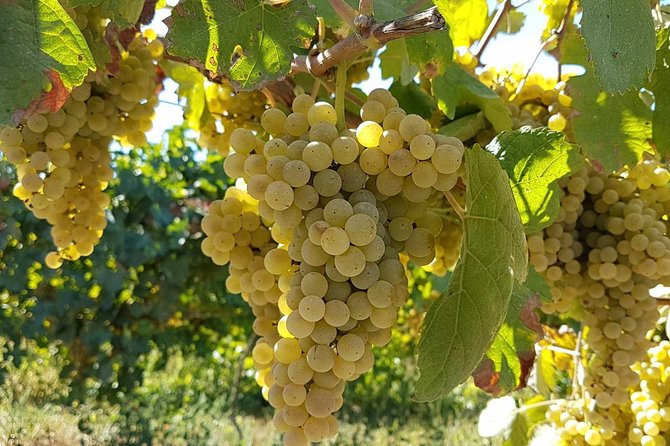 Green Wine Region Tour: Wine Tastings & Lunch - Exploring Local Crafts
