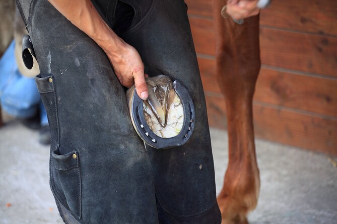 Guided Experience to Learn About Horses and Horse Care - Ask Away