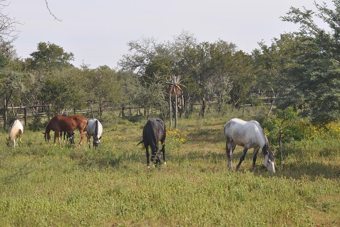 Guided Pony Riding in the Tranquil Surroundings of the Notwane Dam - Frequently Asked Questions