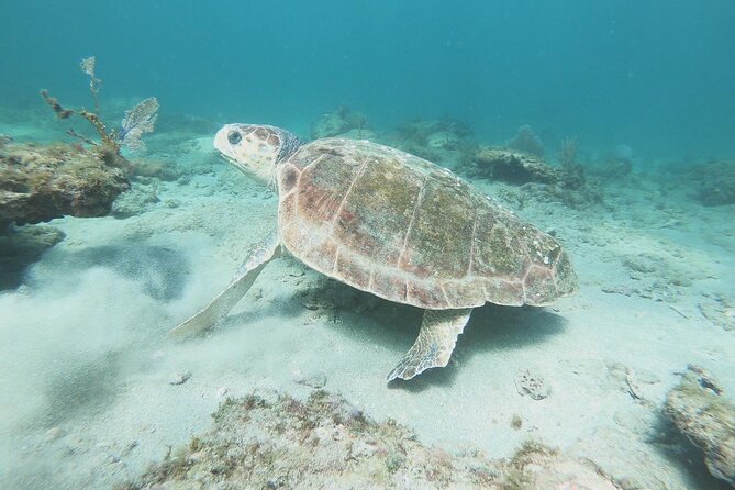 Guided Reef Snorkeling Tour in Pompano Beach Review - Flexibility and Convenience