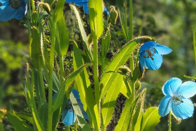 Guided Tour of the Alaska Botanical Garden - Sum Up
