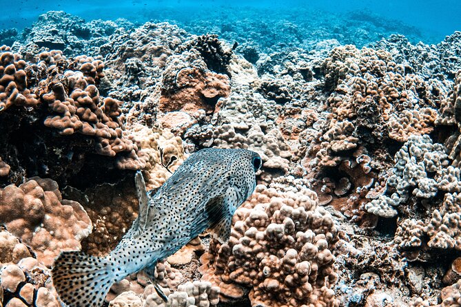 Half-Day Deluxe Molokini Snorkel Excursion in Maui - Completing the Excursion