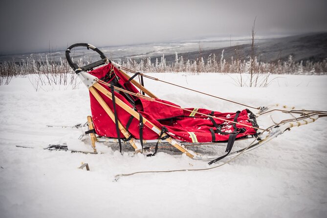 Half Day Drive Your Own Dog Team Dog Sledding Tour - Frequently Asked Questions
