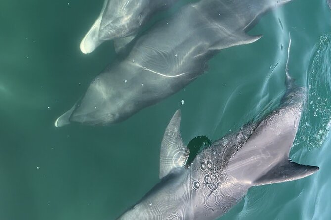 Half Day Eco and Dolphin Boat Tour Review - Sarasota Bay Exploration