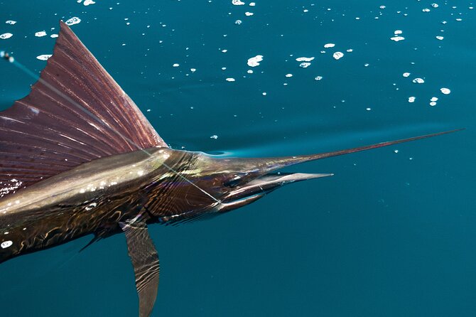 Half Day Huatulco Sport Fishing - Tips for a Successful Trip