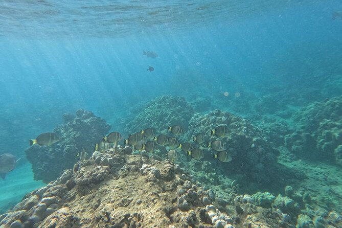 Hanauma Bay Guided Snorkeling Tour With Transportation - Convenient Transportation and Logistics
