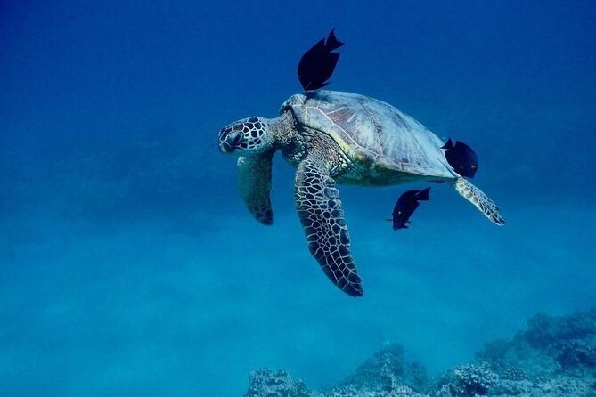 Hawaiian Sea Turtles and Snorkeling Experience in Kona With Lunch - Booking and Cancellation