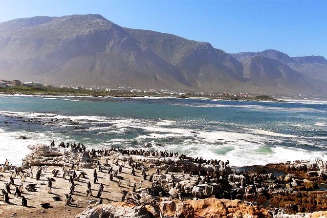 Hemel En Aarde Whale Coast + Wine Day Tour With Private Transfer - Additional Information