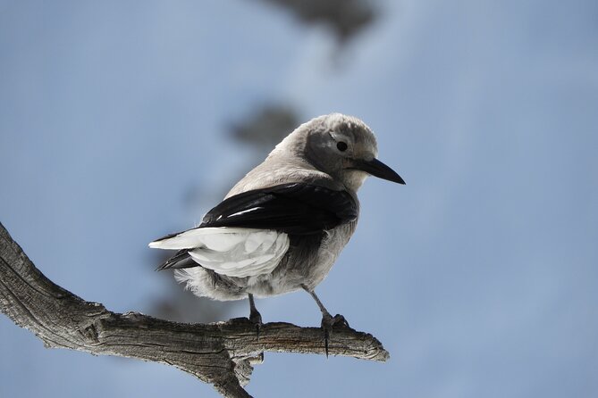 High Country Birding Hike and Hot Spring Soak From Denver - Booking and Cancellation Policy