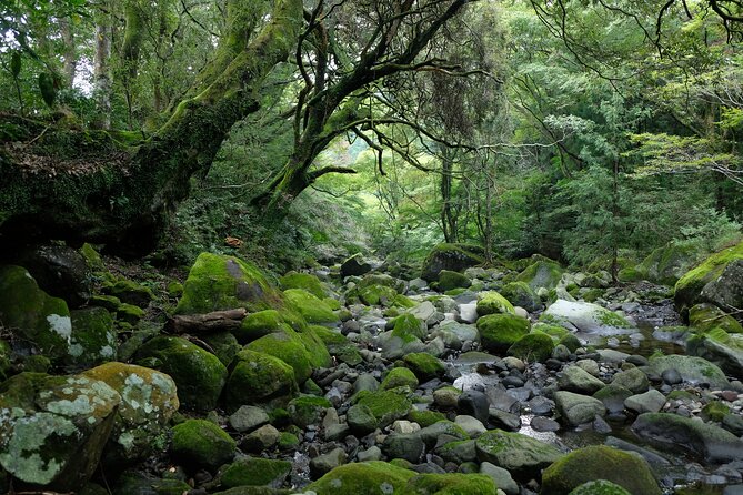 Hike Japan Heritage Hakone Hachiri (Half Day) - Practical Tips