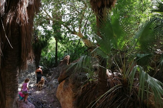 Hiking to Desert Palm Oases of San Carlos With a Biologist - Overview of the Hike