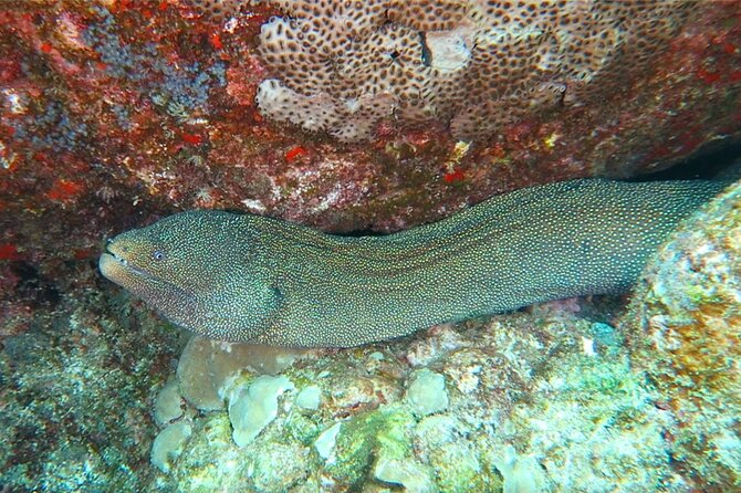 Hilos Remote Tropical Reef 2 Tank Boat Dive - Reviews and Recommendations