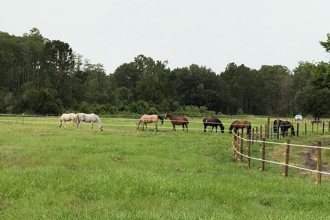 Horseback Ride on Scenic Lake Louisa Trails - Booking and Accessibility Information