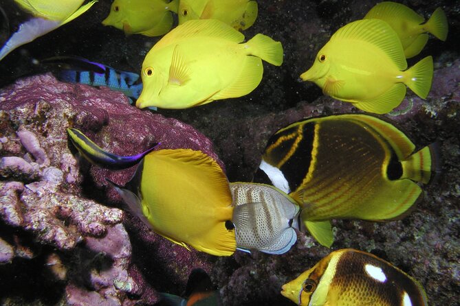 Intro Dive Kaanapali Swim Ability Required - Customer Feedback and Experiences