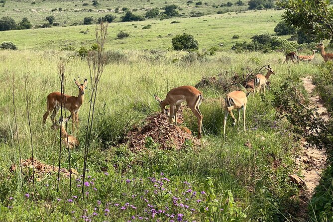 Johannesburg: Private Pilanesberg Park Game Drive Full Day Tour - Frequently Asked Questions