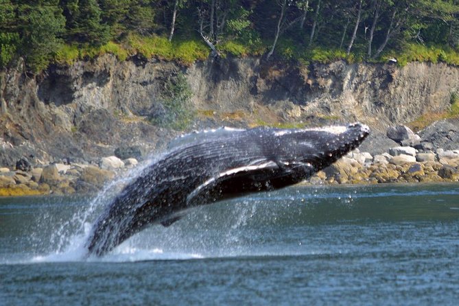 Juneau Whale Watching Adventure - Meeting and Pickup Details