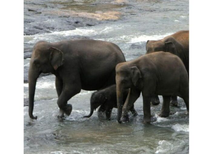 Kandy to Pinnawala Orphanage and Ambuluwawa TukTuk Day Tour - Guided Tours and Tastings