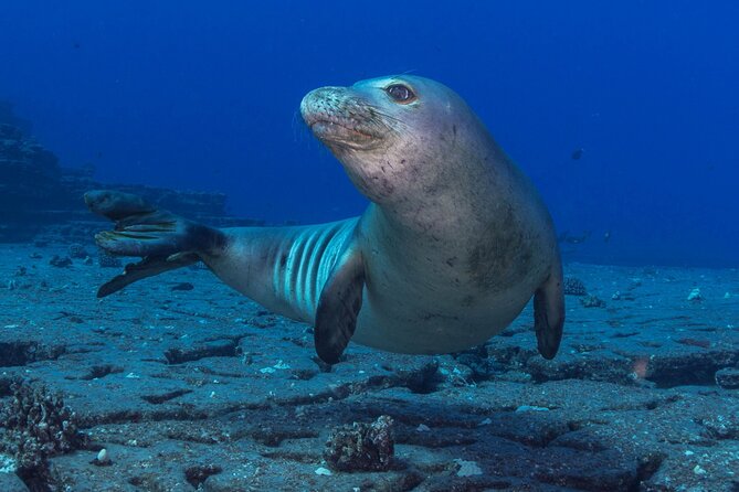 Kauai Boat Dive for Non-Certified Scuba Divers - Value and Cost-Effectiveness of the Boat Dive