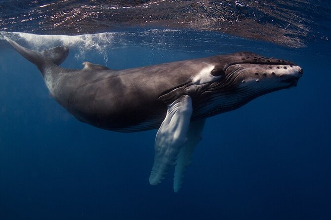 Kauais Exclusive Morning Scuba Charter for Experienced Divers - Safety and Environmental Considerations