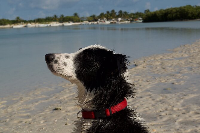 Kayak Merida - Customer Reviews and Ratings