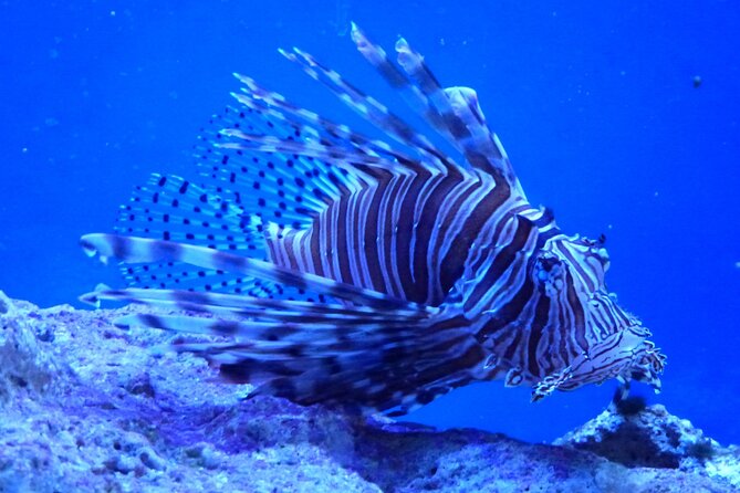 Key West Dolphin Watching and Snorkeling With Beer and Wine From Miami - Tips for a Great Experience