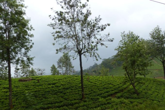 Knuckles Spice Trail Trek From Kandy - Transport and Pickup
