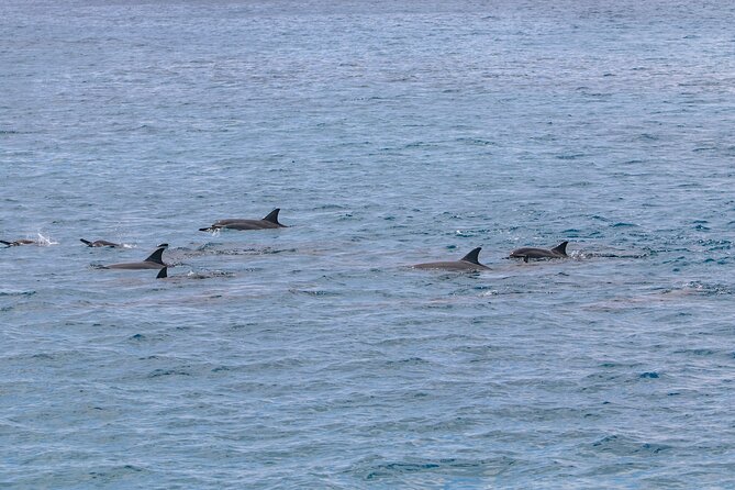 Kona Coastline Escape: Sail With Dolphins & Turtles on Honi Olani - Customer Reviews and Feedback