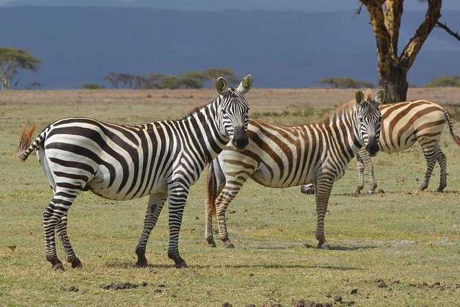 Lake Nakuru National Park: Day Trip From Nairobi - Frequently Asked Questions