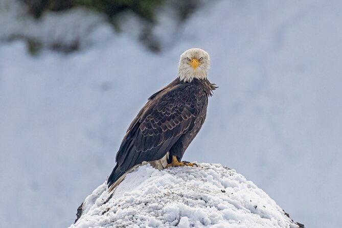Lamar Valley: Winter Wildlife Safari + Lunch | Bozeman | PRIVATE - Frequently Asked Questions