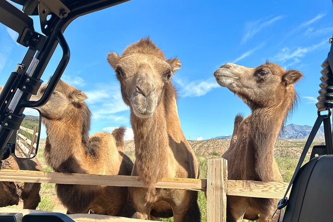 Las Vegas Guided UTV Safari and Zoo Tour - Booking Information