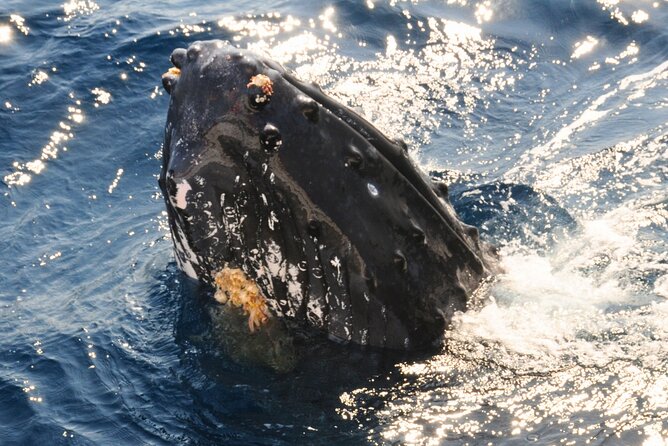 [Limited Time] From Onna Village (Maeda Fishing Port)! Whale Watching｜Completely Reserved Boat Charter Plan (4 Hour Course) - Stunning Scenery and Marine Life