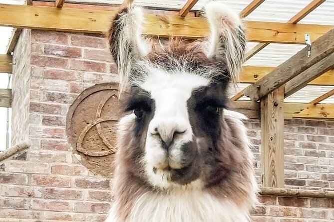 Llama Encounter at ShangriLlama Castle! - What to Expect at the Llama Encounter