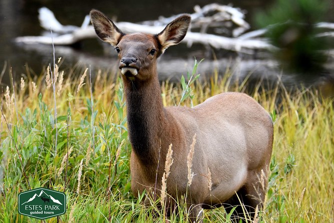 Lower Valley Tour RMNP - Ecological Information