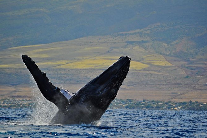 Malolo Whale Watch Cruise Review - Affordability and Atmosphere