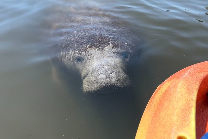 Manatee Discovery Anna Maria Island - Preparing for Your Kayaking Adventure
