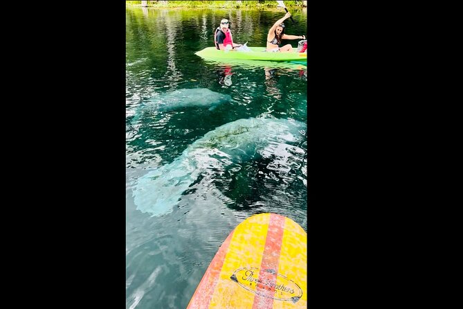 Manatees, Monkeys and Florida Natural Spring Adventure Tour - Enjoying the Refreshing Natural Springs