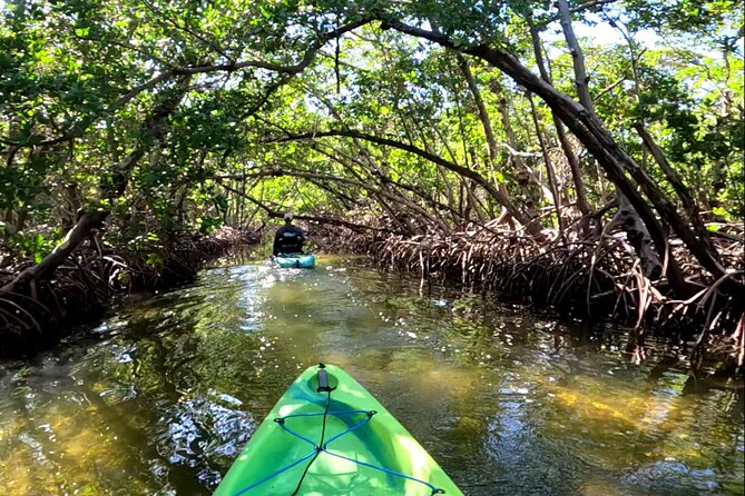 Mangrove Tunnels Pedal Kayak Eco-Tour in Anna Maria - Customer Reviews and Testimonials