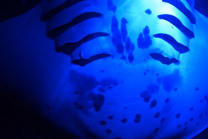 Manta Ray Night Snorkeling Adventure in Kailua-Kona - Encountering the Manta Rays
