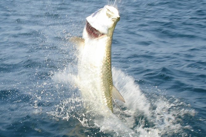 Marathon Tarpon Fishing Charter - Booking Your Charter Adventure