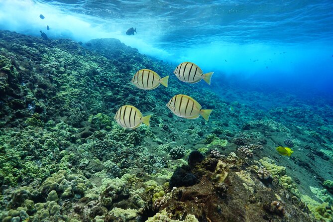 Maui Magic Adventure Snorkel: Molokini Crater and Turtle Stop - Frequently Asked Questions