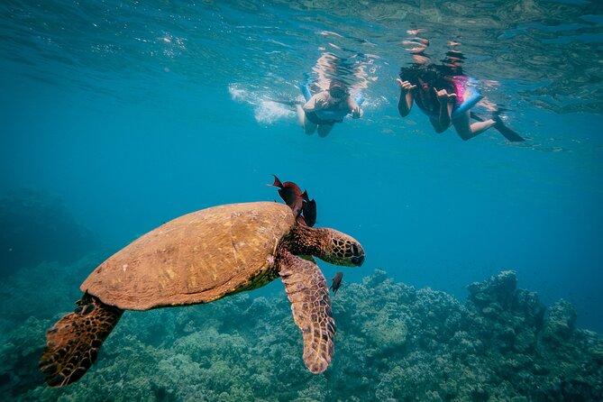 Molokini Snorkel & Whale Watching From Kihei - Guest Feedback and Reviews