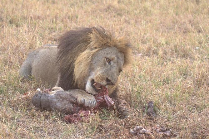 Moremi Game Reserve Day Trip - Traveler Reviews and Feedback