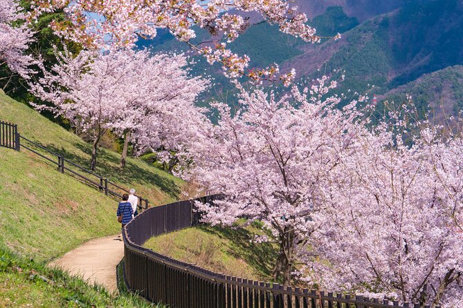 Mt. Fuji Cherry Blossom One Day Tour From Tokyo - Frequently Asked Questions
