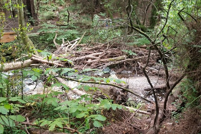 Muir Woods and Sausalito Afternoon Tour Small-Group Half-Day - Tour Accessibility and Suitability