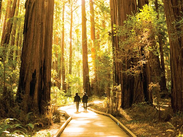 Muir Woods & Sausalito Tour - Traveler Experiences and Ratings