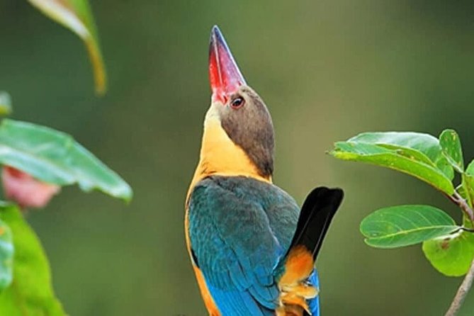 Muthurajawela Bird Watching Tour From Colombo & Negombo - Frequently Asked Questions