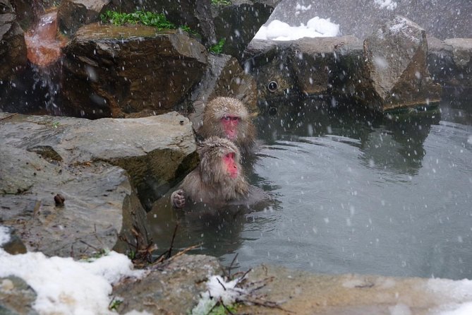 Nagano Winter Special Tour Snow Monkey and Snowshoe Hiking!! - What to Expect on the Tour