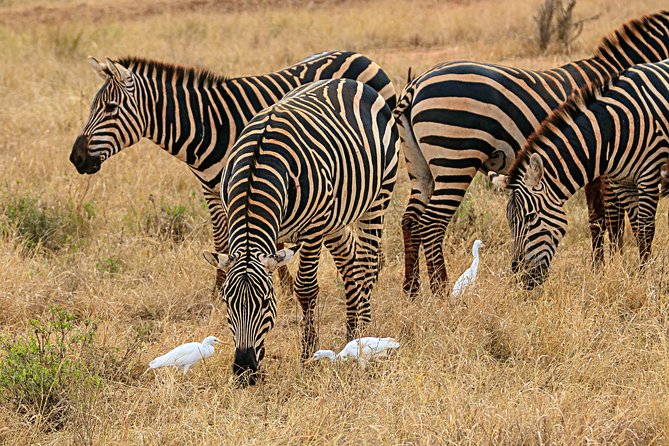 Nairobi National Park 5 Hours Tour - Booking and Cancellation Policy