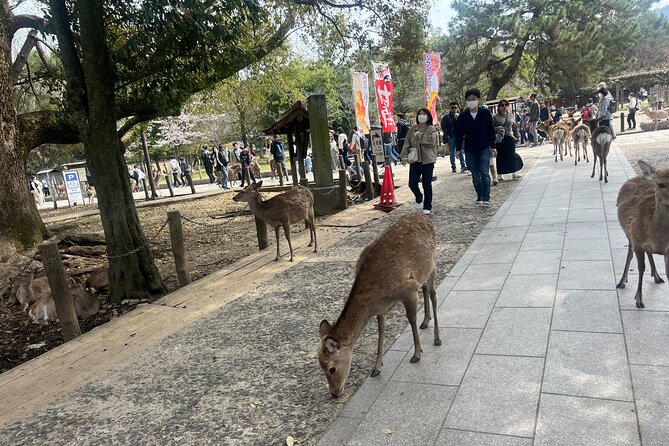 Nara Day Trip From Kyoto With a Licensed Guide - Exploring Kasuga Taisha Shrine